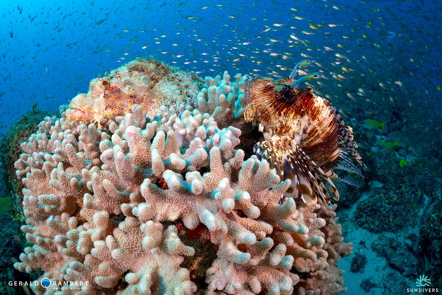 best-dive-sites-in-flic-en-flac-with-sundivers.webp