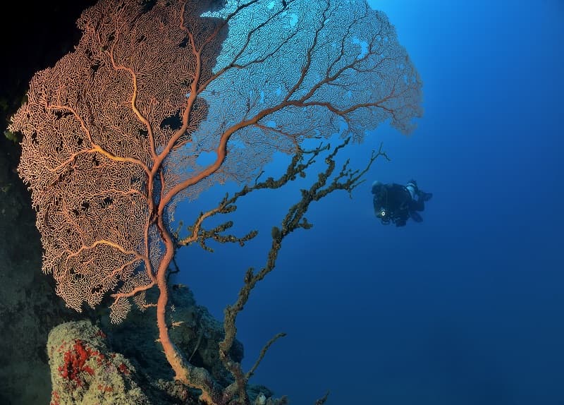 best-dives-in-mauritius-guide.jpg