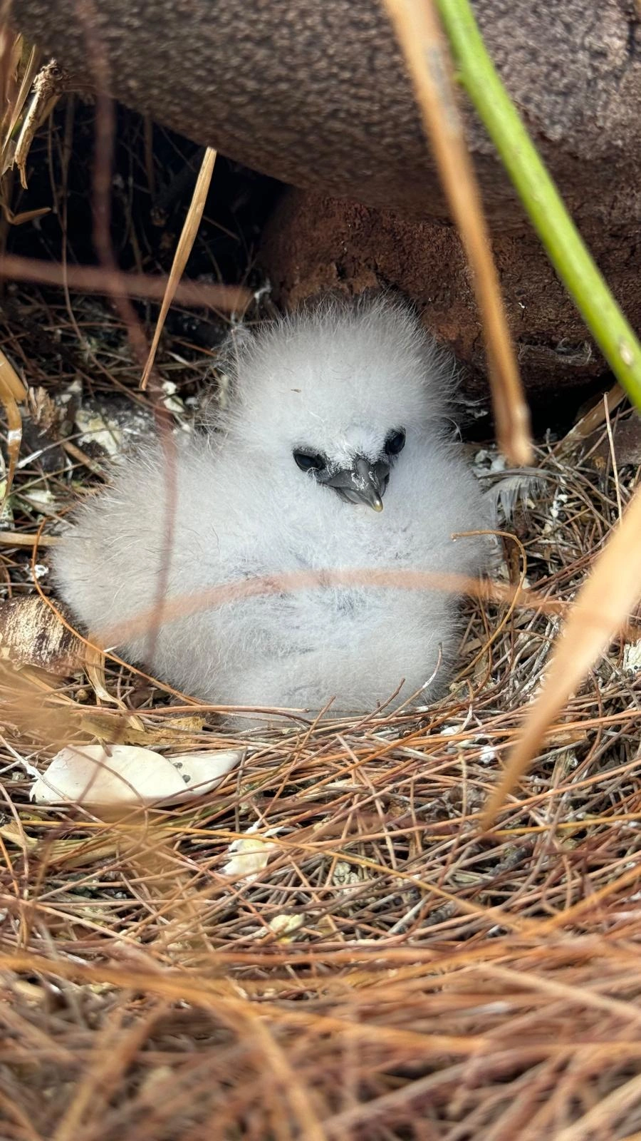 bird-chick-nesting-at-ile-plate-in-mauritius.webp