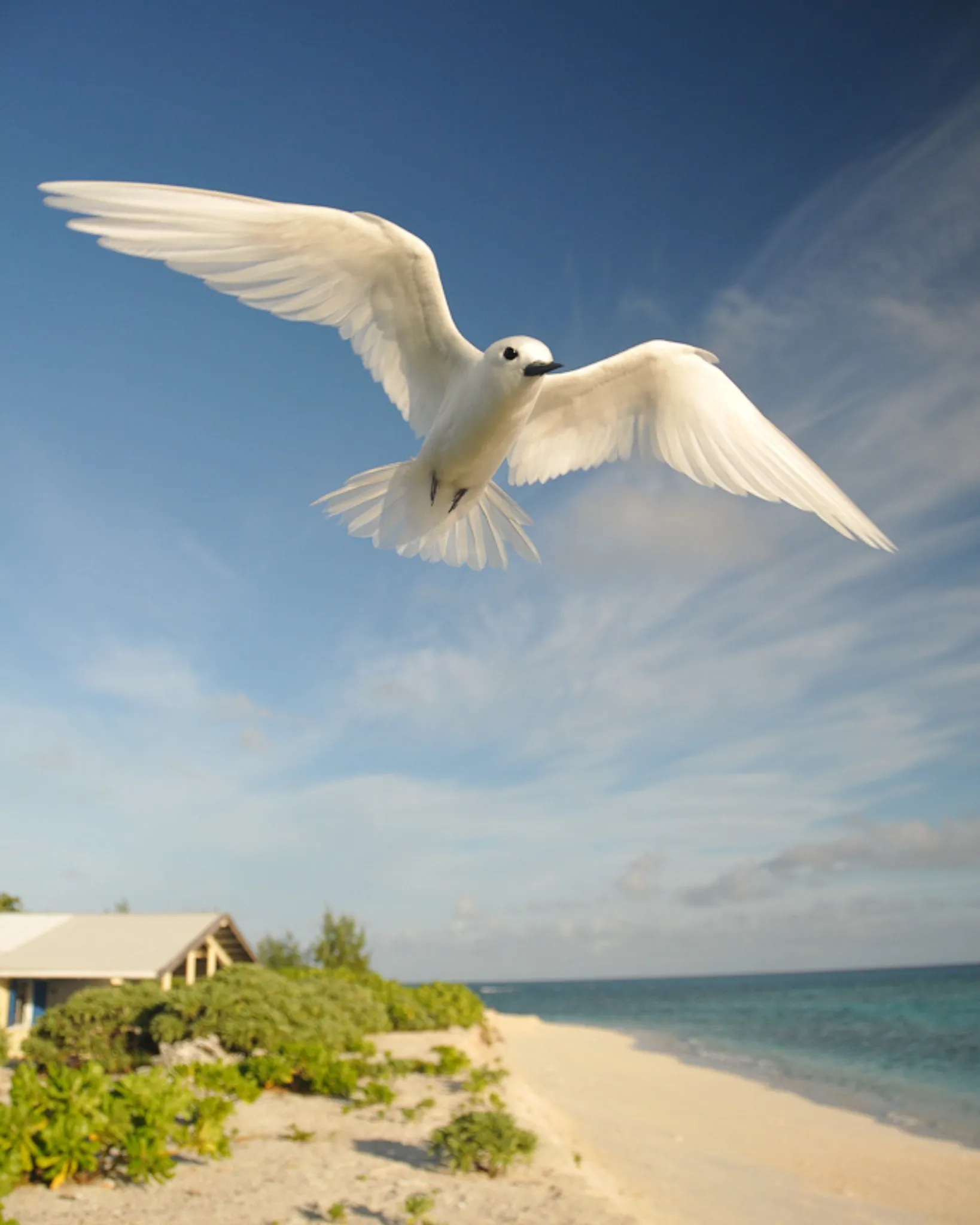bird-in-st-brandon.webp