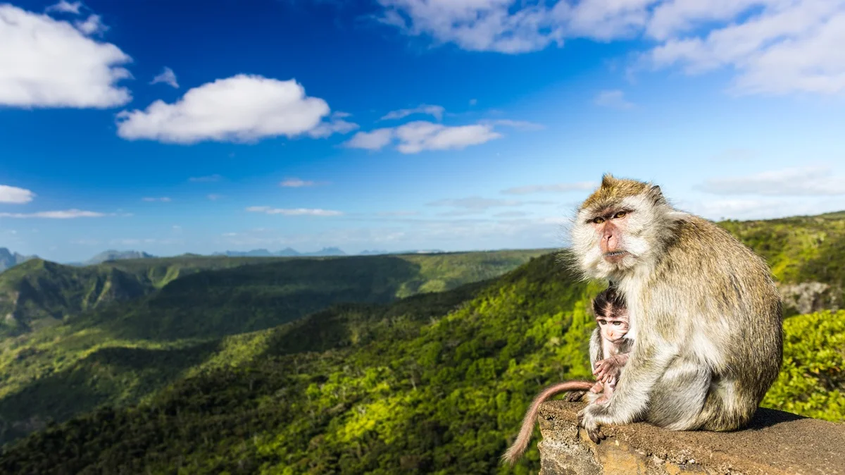 black-river-gorges-national-park-hike-in-mauritius-.webp