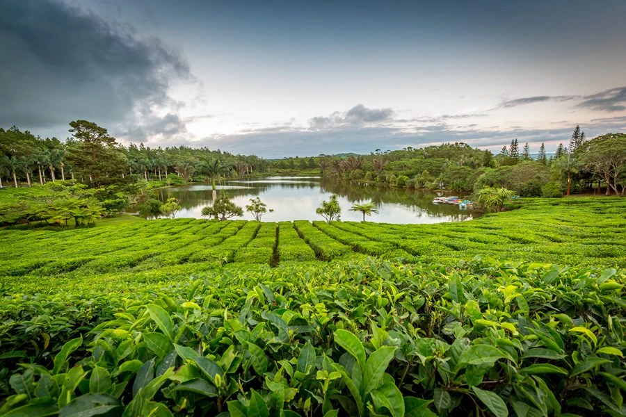 bois-ch-ri-tea-factory-in-mauritius.webp