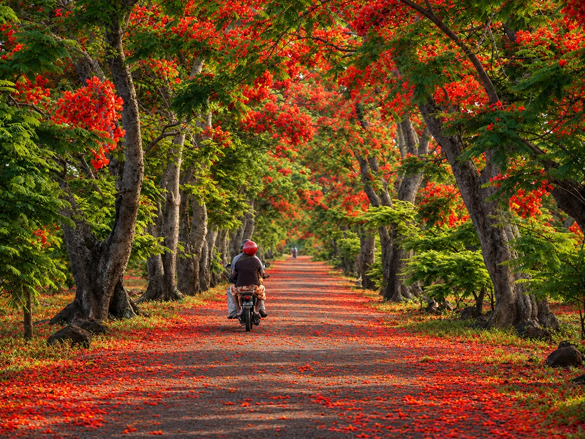 bright-red-flamboyant-tree-in-full-bloom-beneath-the-tropical-sun-in-mauritius.webp