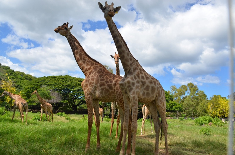 casela-nature-park-in-mauritius-best-activities-to-do.jpg