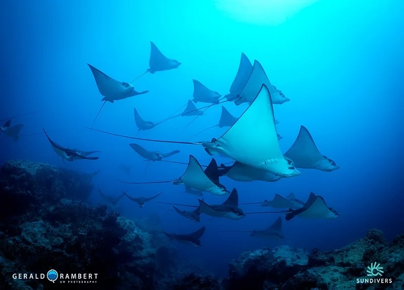 diving-in-mauritius-eagle-rays-min.webp