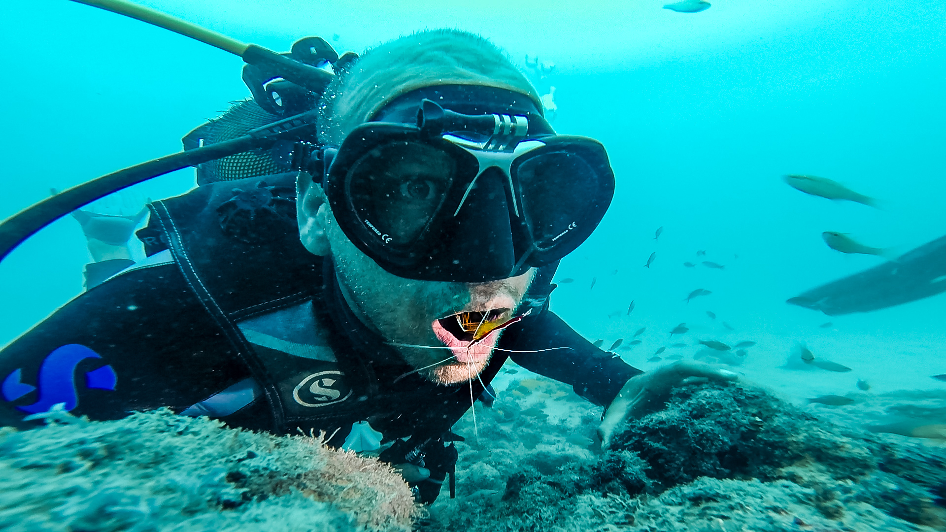 diving-with-fish-2.jpg