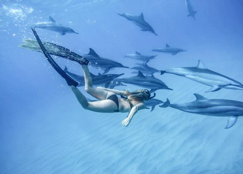 dolphin-swim-vitamin-sea-responsible-dolphin-watching-tour-from-black-river.webp