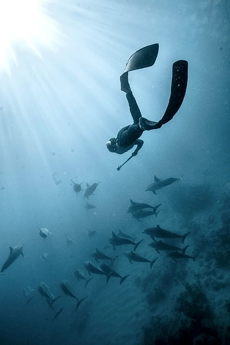 dolphins-in-the-clear-blue-waters-of-mauritius.webp