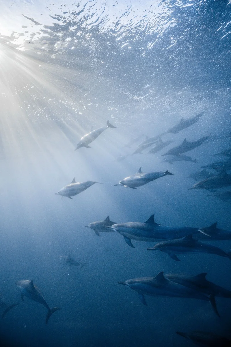 early-morning-dolphin-encounter-in-mauritius.webp