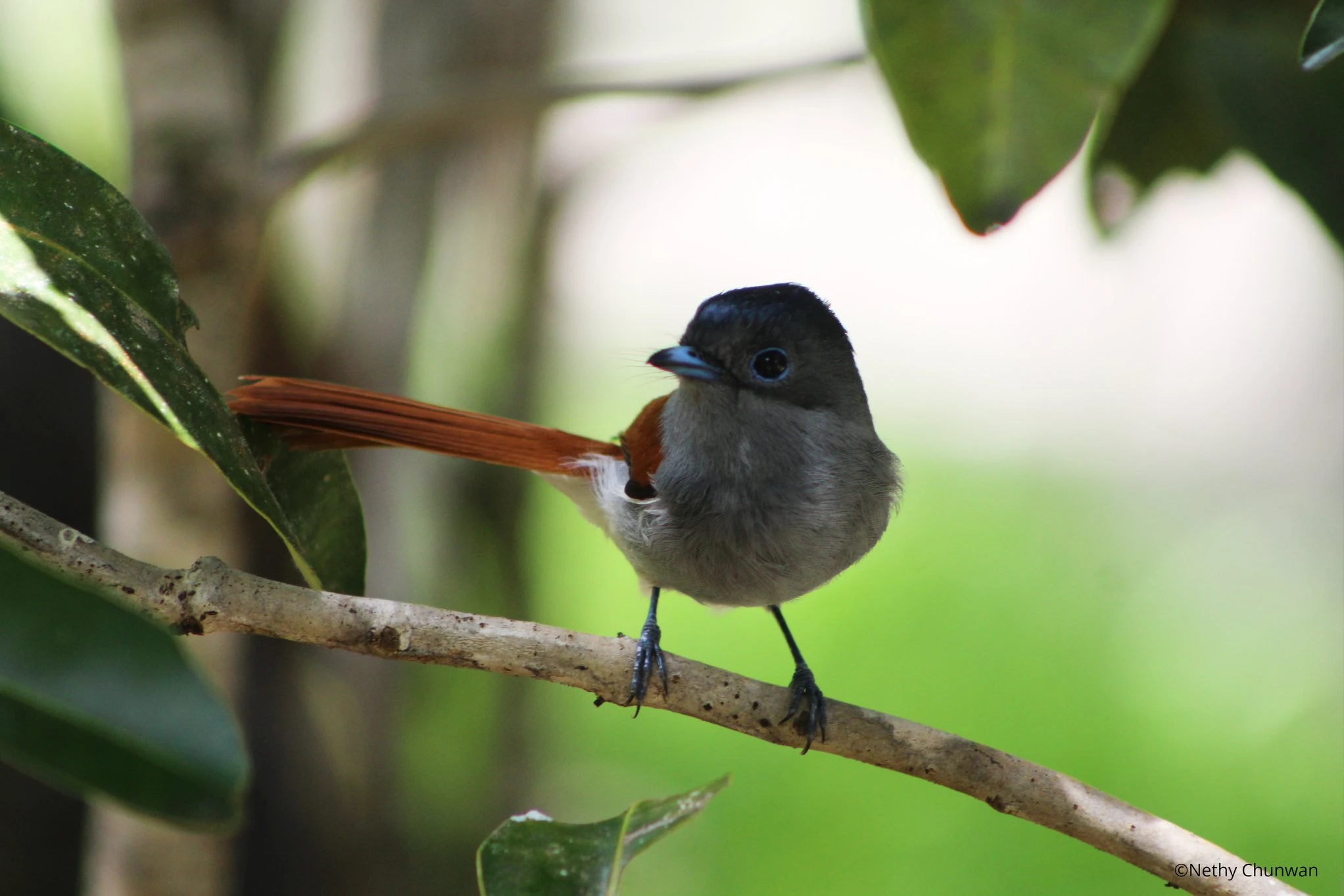 endemic-life-at-ebony-chamarel.webp