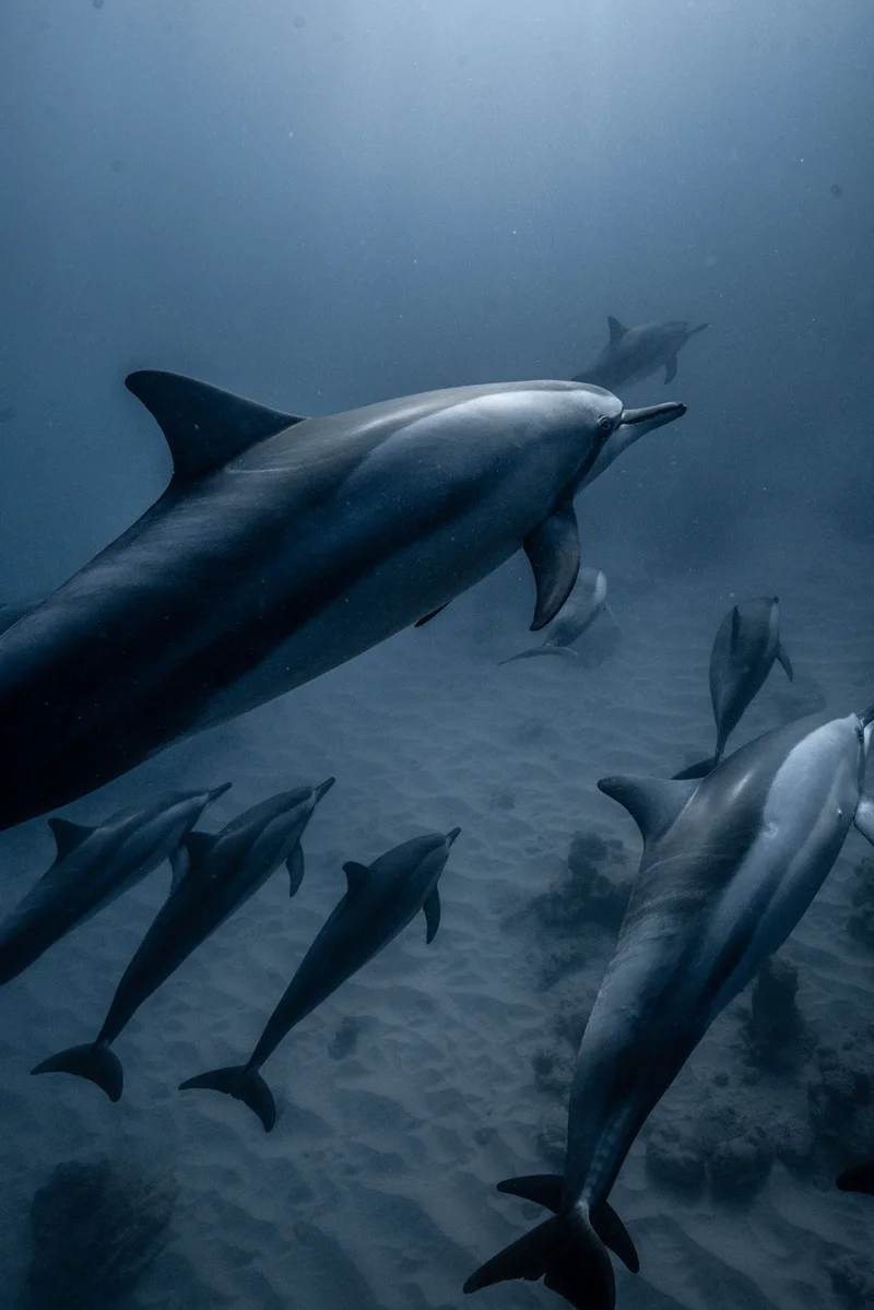 ethical-dolphin-swim-tour-in-mauritius.webp