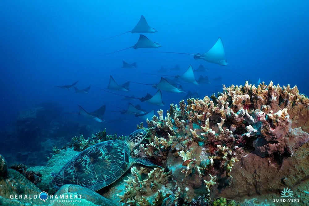 l-aquarium-dive-site-flic-en-flac-mauritius.webp