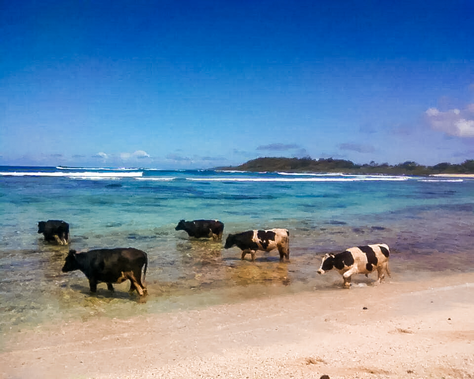 la-cambuse-cow-in-the-ocean.jpg
