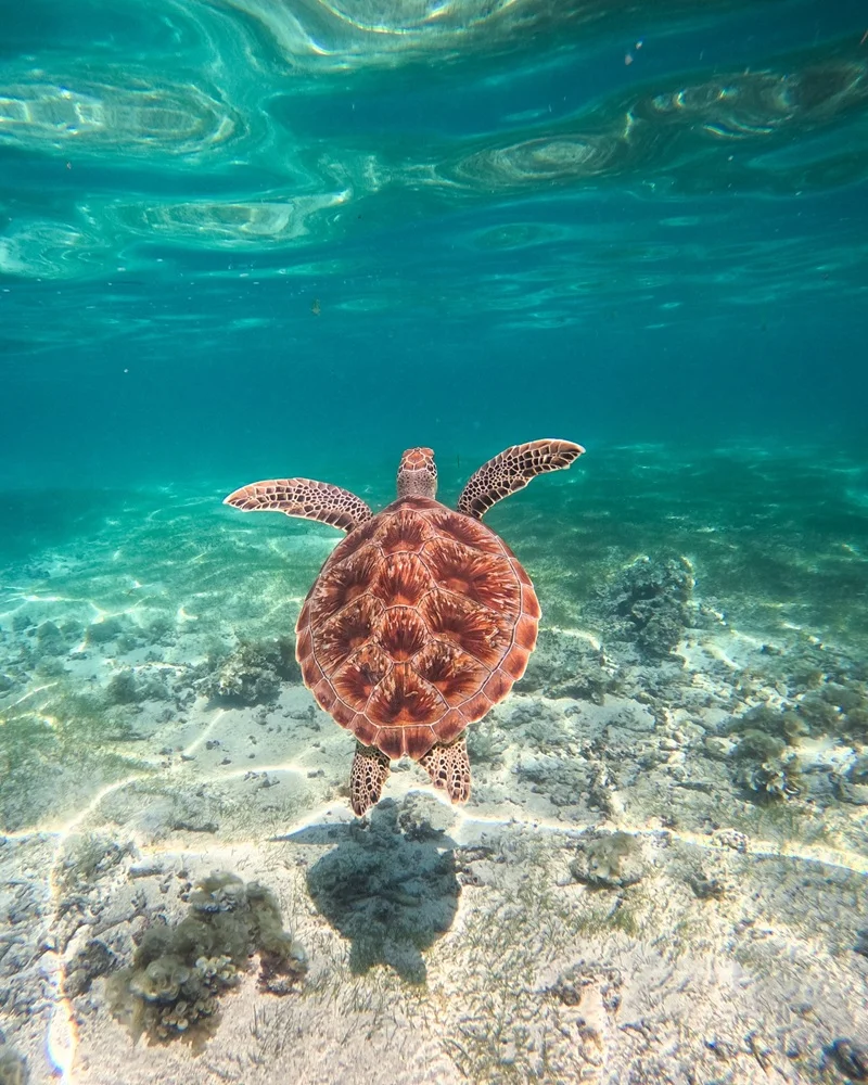 le-morne-turtles-tour-mauritius.webp