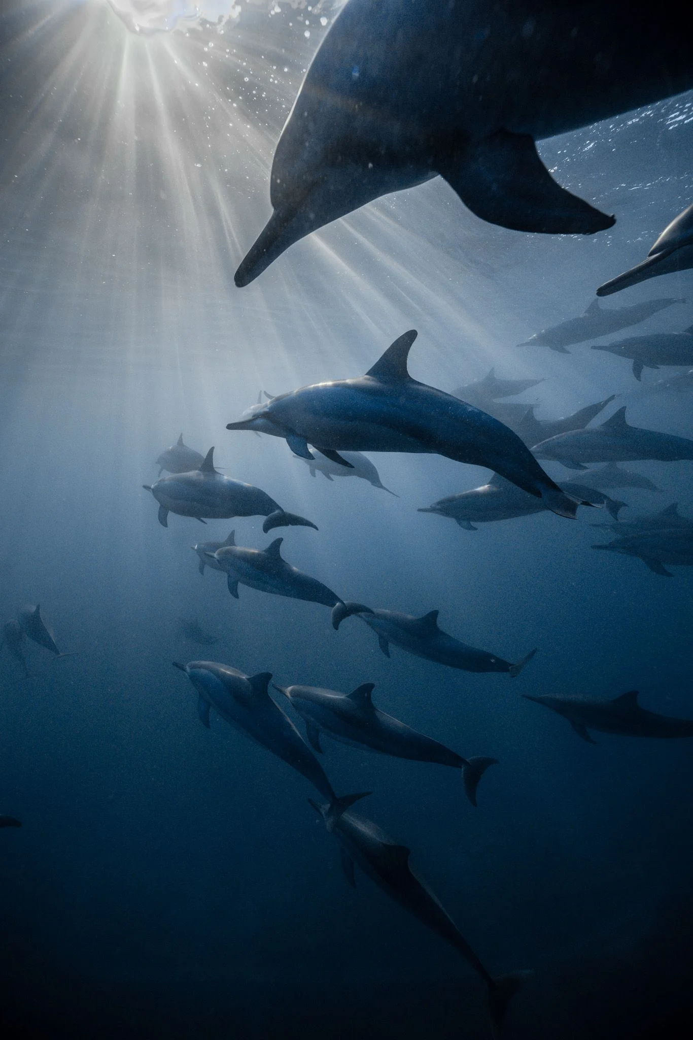 mauritius-west-coast-dolphin-watching-experience.webp