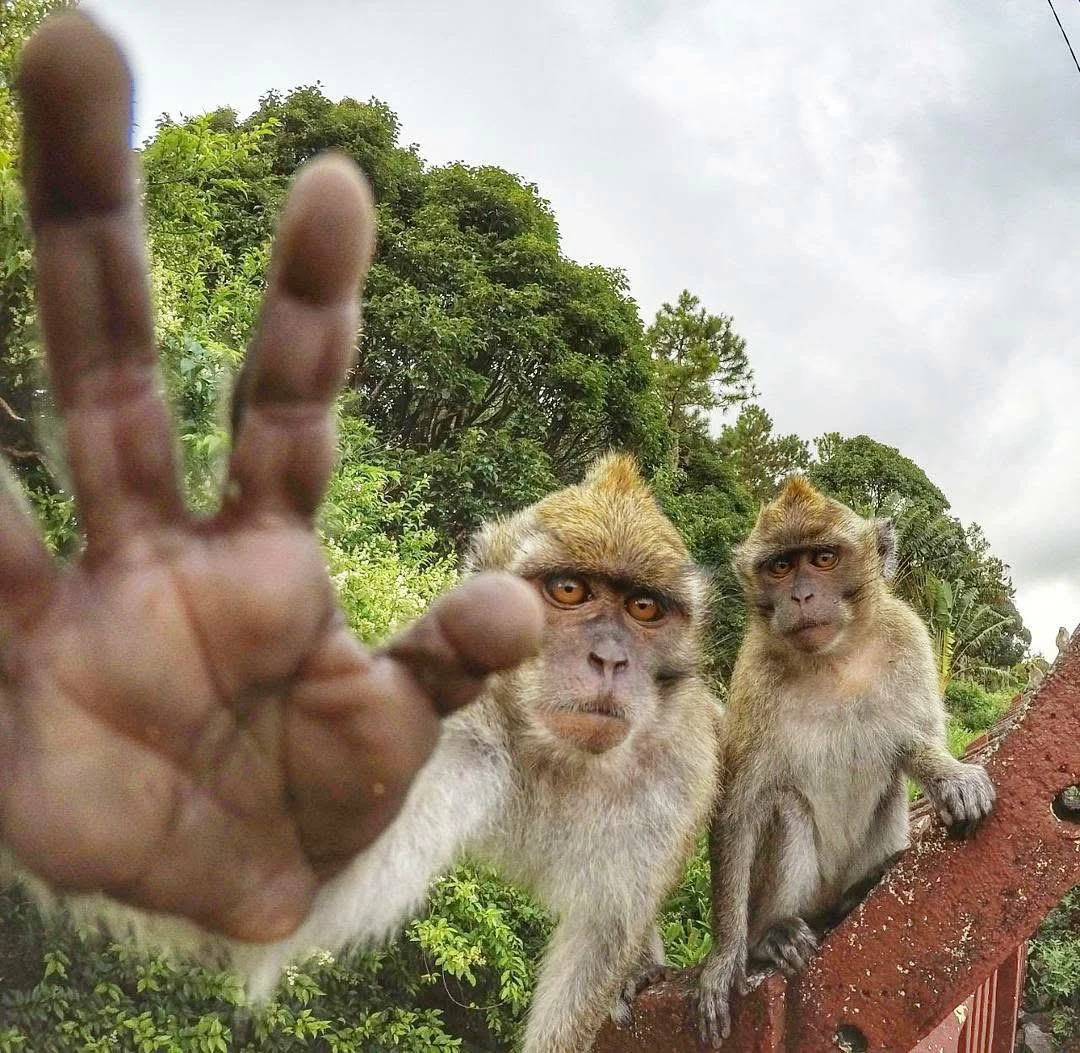 monkeys-in-mauritius-.webp