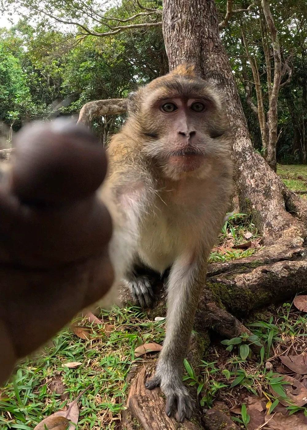 monkeys-in-mauritius-where-to-see-them.webp