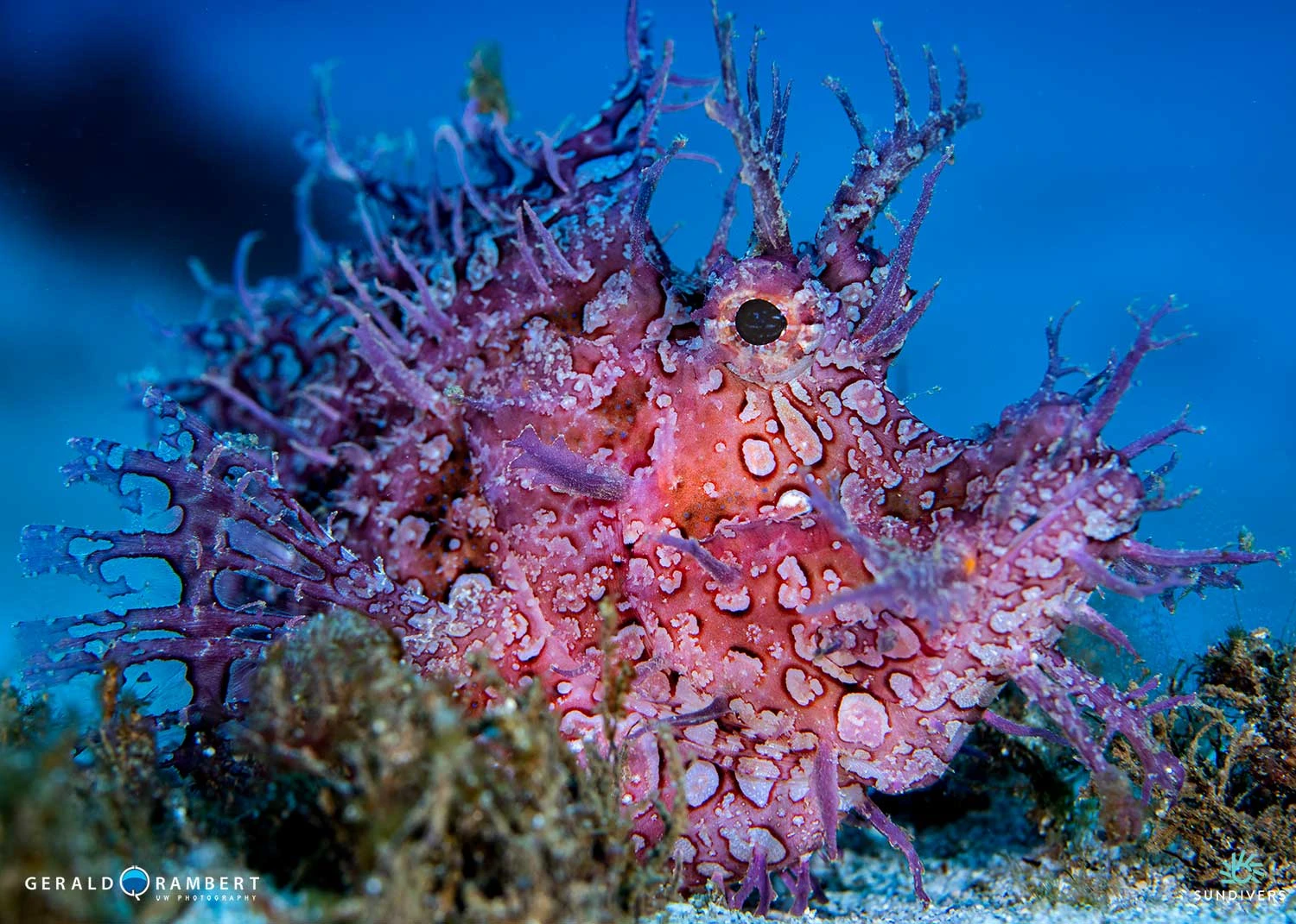new-rhinopoias-01.webp