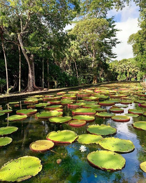 pamplemousses-garden-giant-lilly-pond.jpg