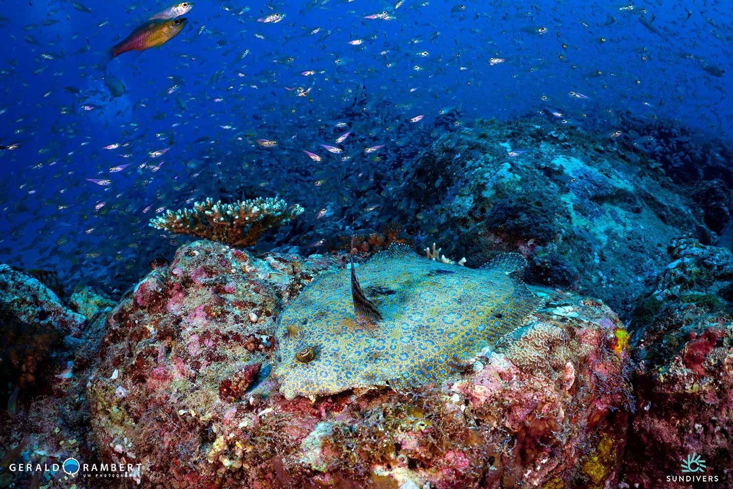 rempart-serpent-dive-site-west-coast-mauritius.webp