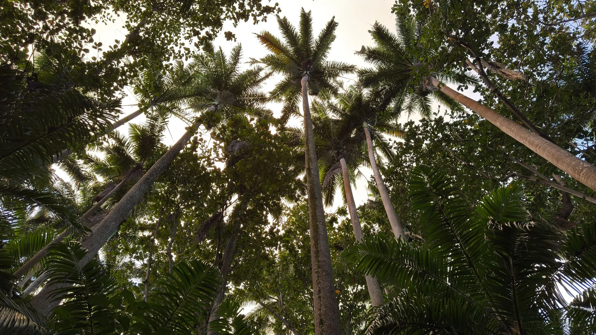 royal-palm-forest-hike-in-south-of-mauritius.webp