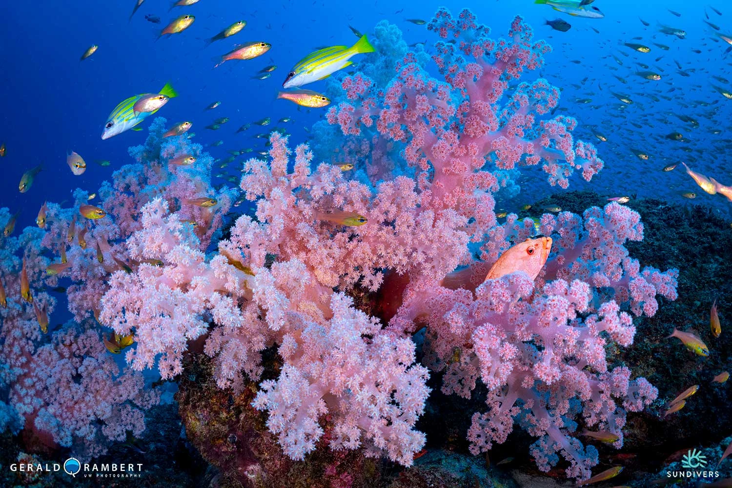 snake-reef-dive-in-flic-en-flac-mauritius.webp