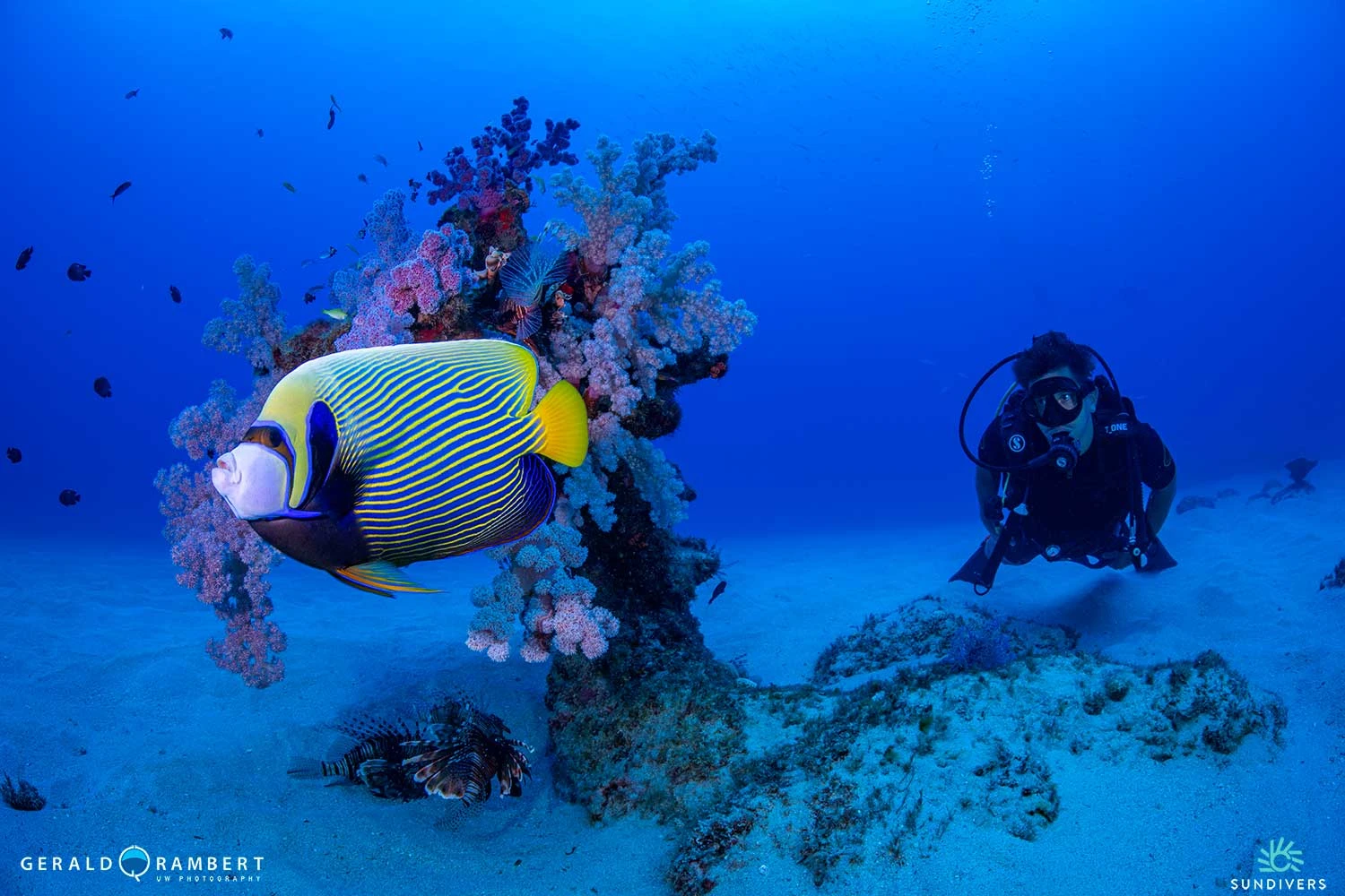 snake-reef-marine-life-dive-in-flic-en-flac.webp