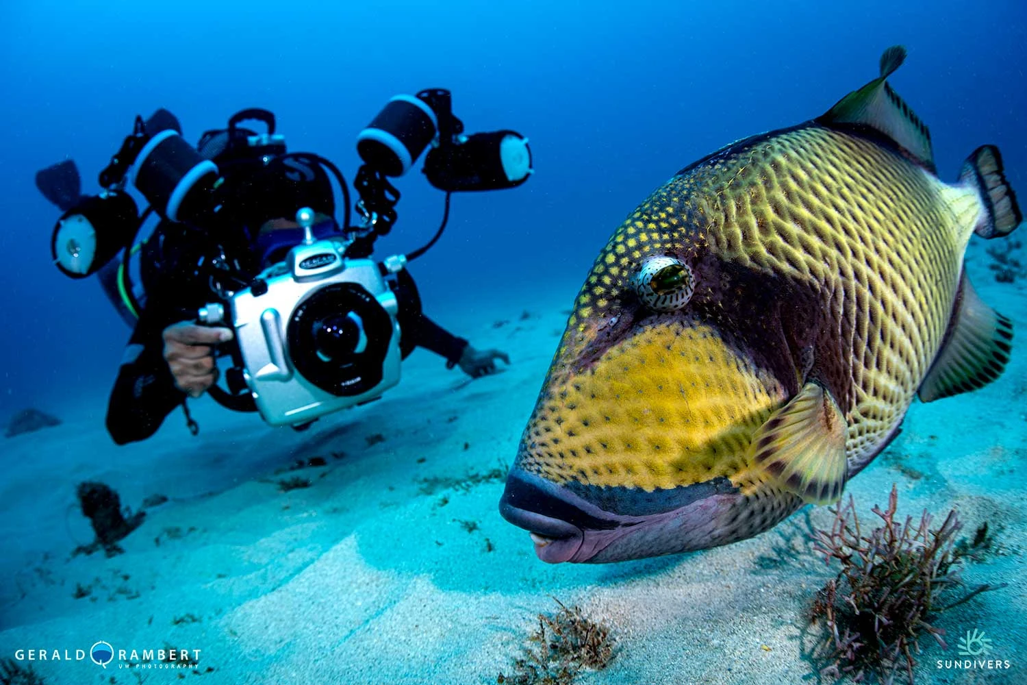 snake-reef-titan-triggerfish.webp