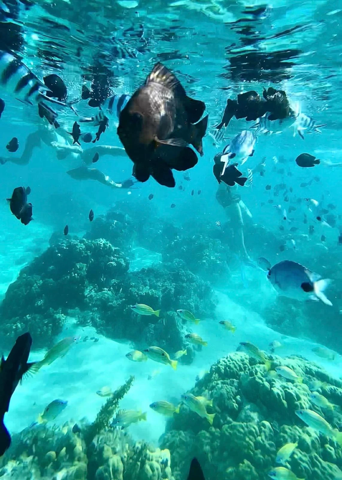 snorkelling-in-mauritius-clear-water-.webp