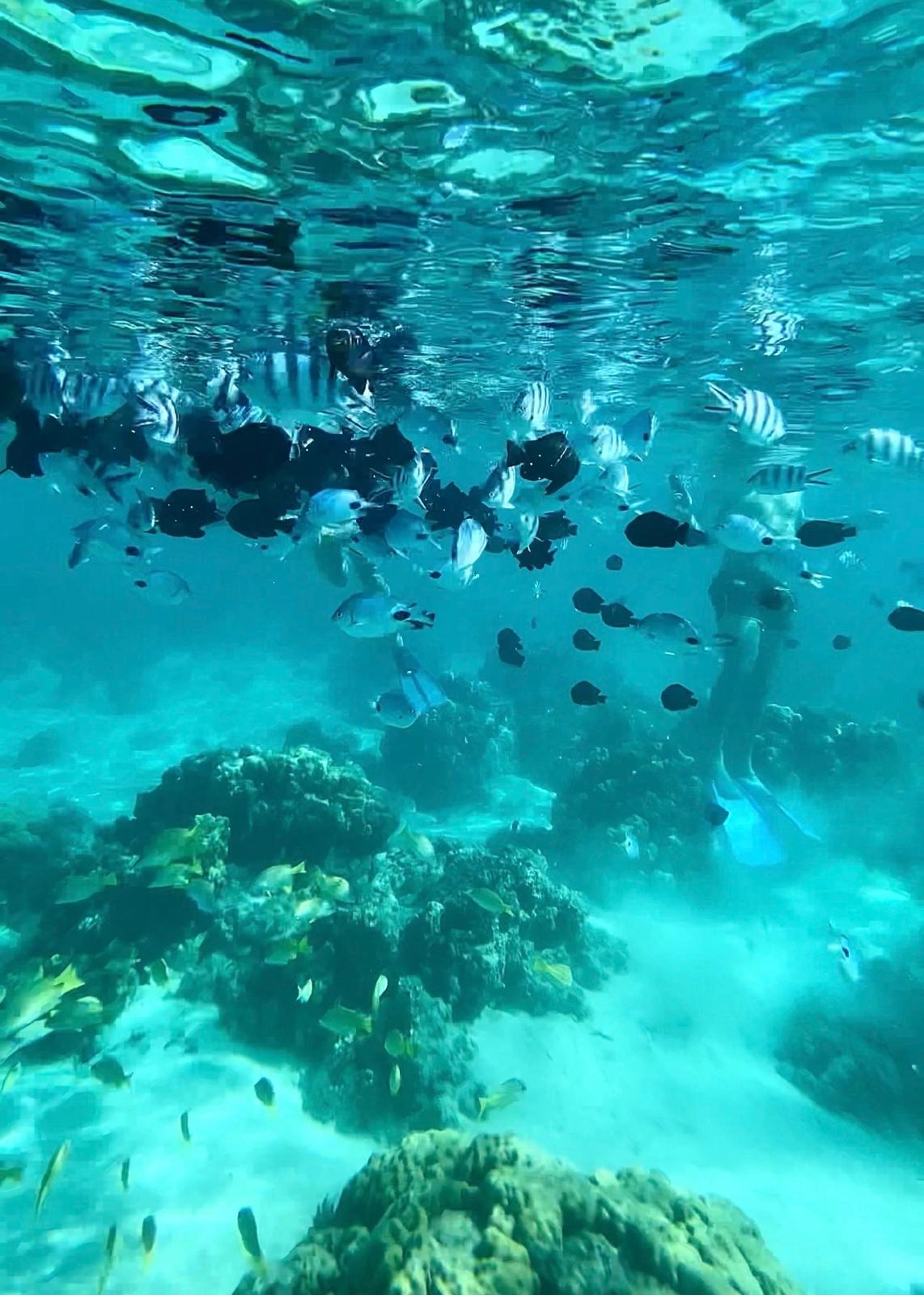 snorkleing-at-ile-plate-inmauritius-speedboat-tours.webp