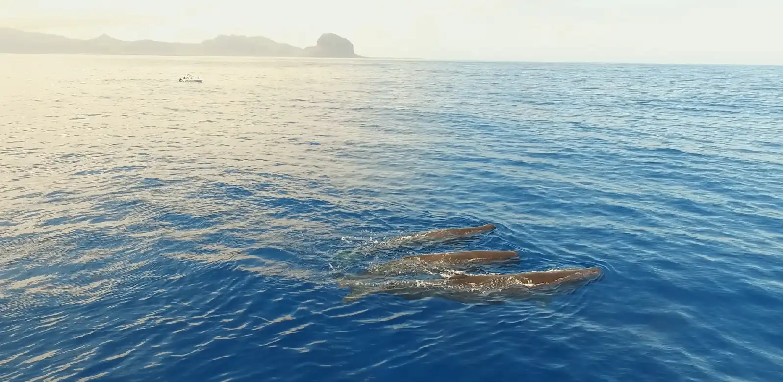 sperm-whale-watching-in-mauritius.webp