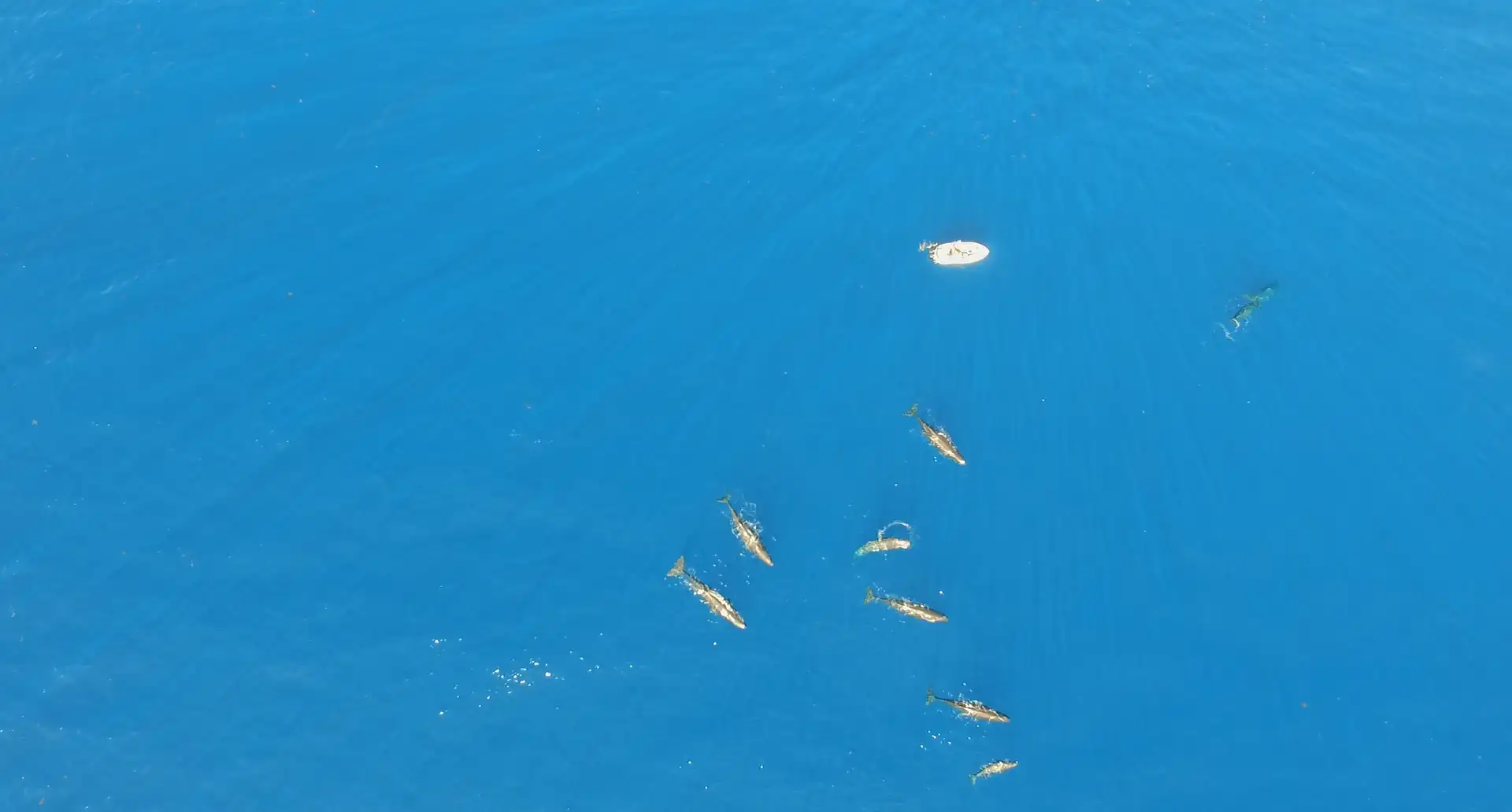 sperm-whales-in-mauritius.webp