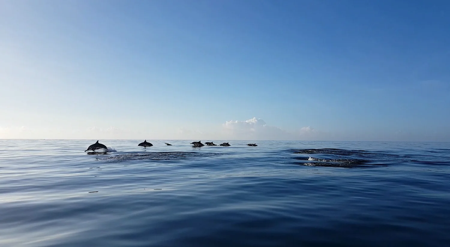 sunrise-dolphin-tour-on-the-west-coast-of-mauritius.webp