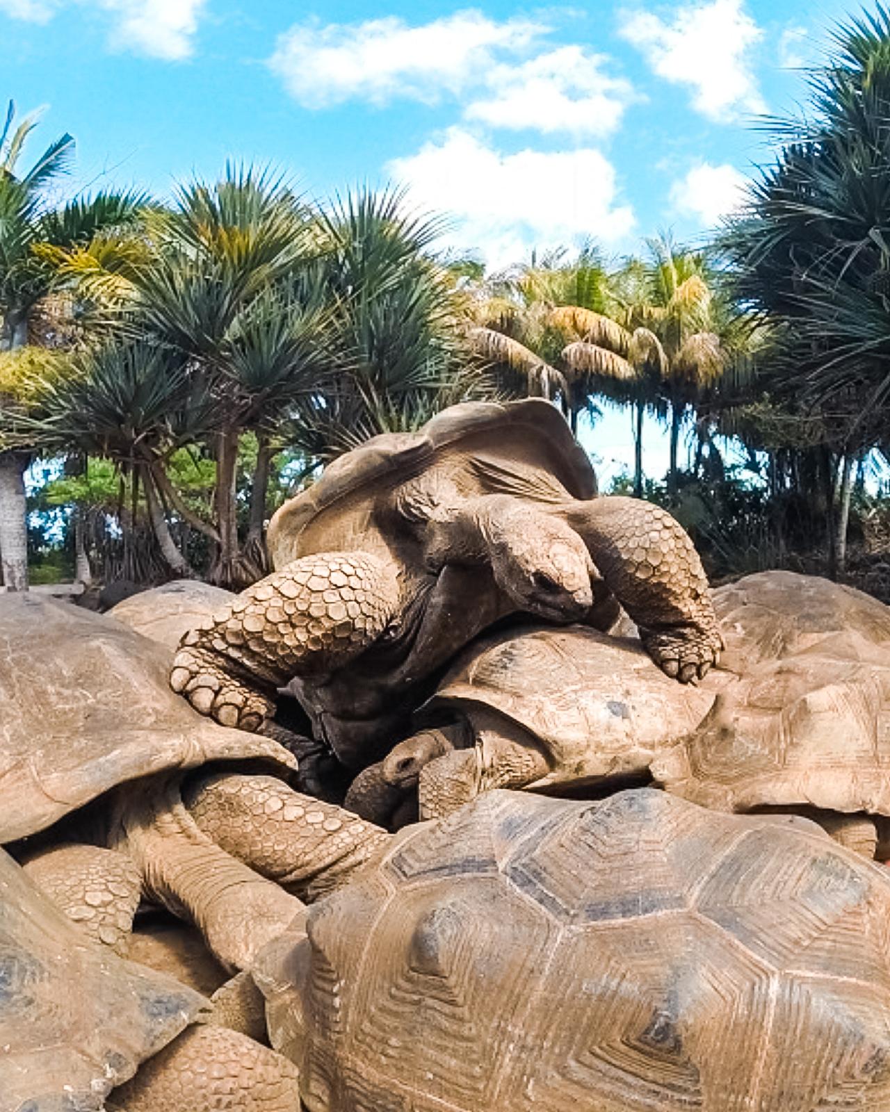 turtles-in-mauritius.jpeg
