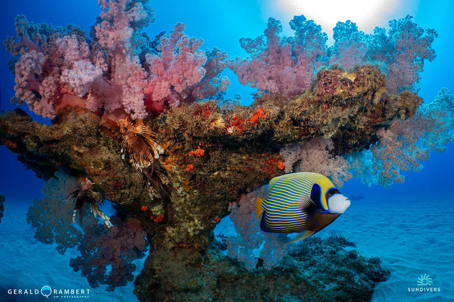 underwater-seascape-mauritius-colourful-reef-fish-at-l-aquarium-flic-en-flac.webp