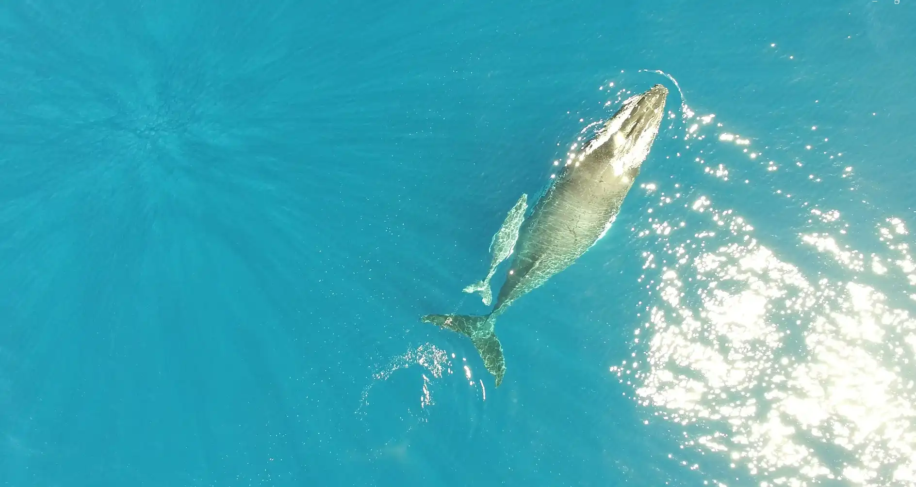 whale-watching-in-mauritius.webp