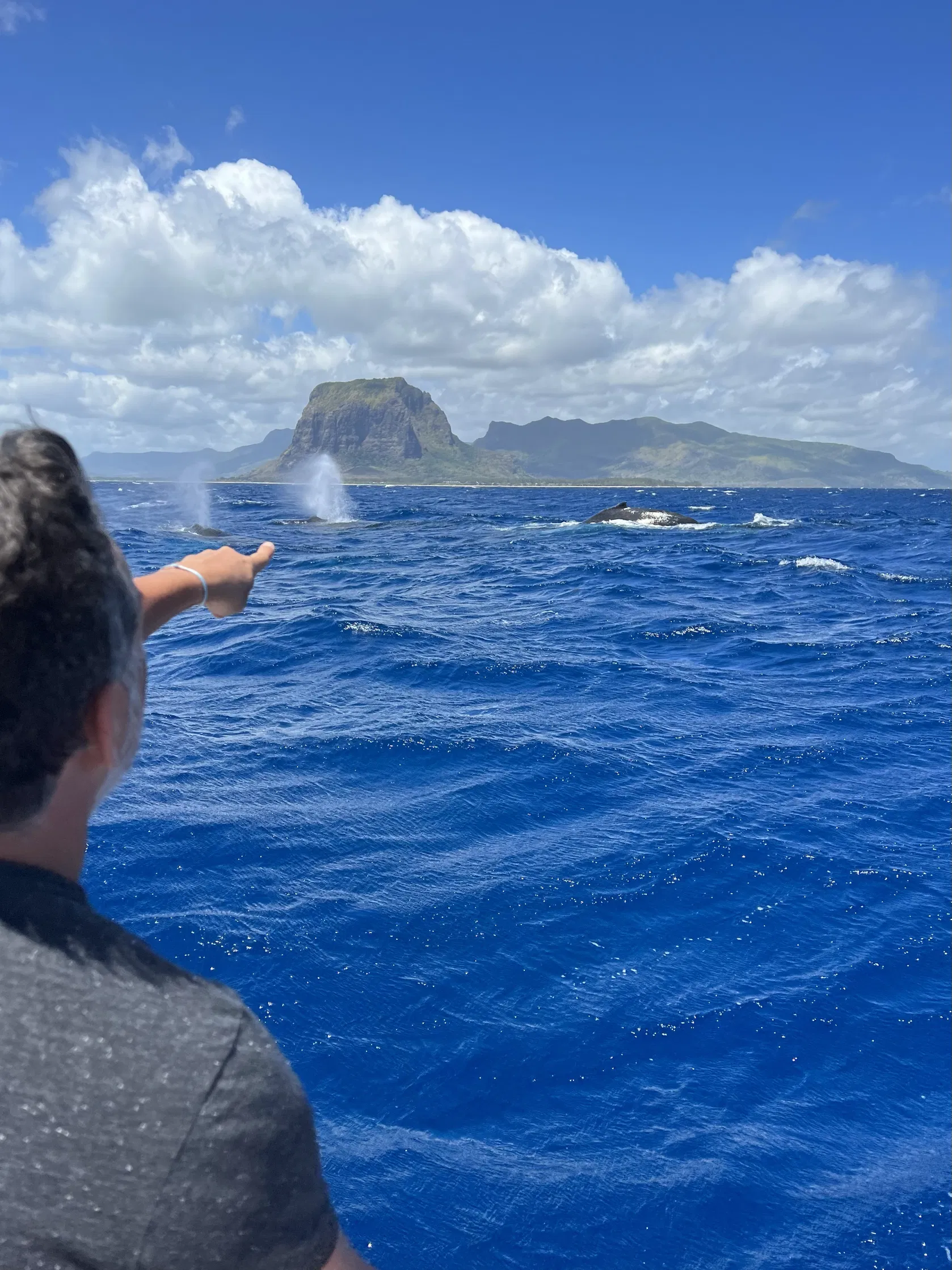 whale-watching-tour-in-mauritius-with-scenic-west-coast-ocean-views.webp