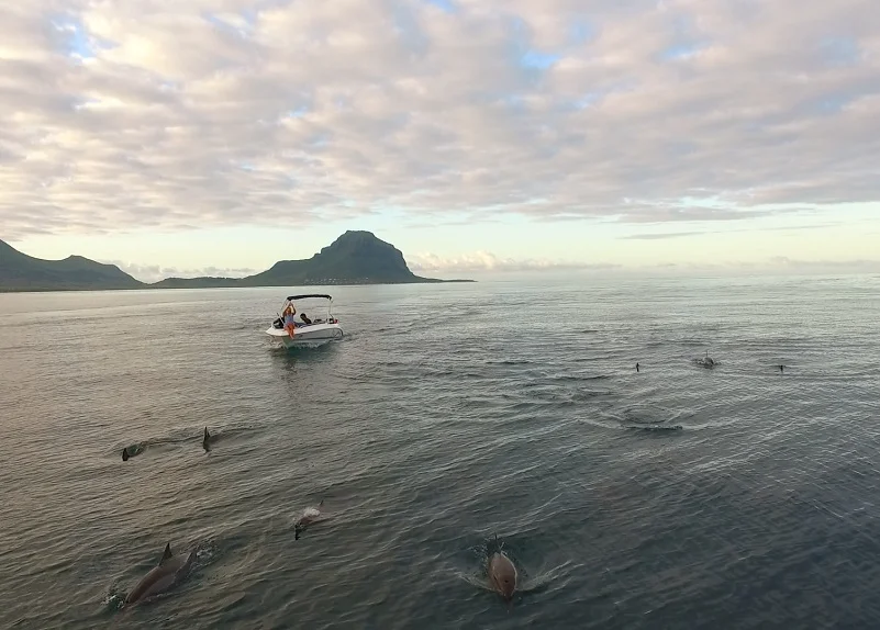 wild-dolphin-encounter-at-sunrise-in-mauritius.webp