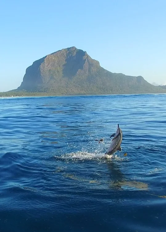 wild-dolphins-swimming-off-black-river-mauritius.webp