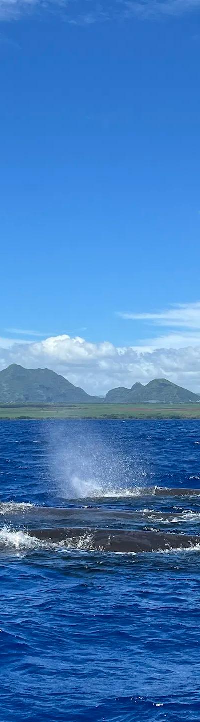 Whale Watching Tour West Coast Beach photo 5
