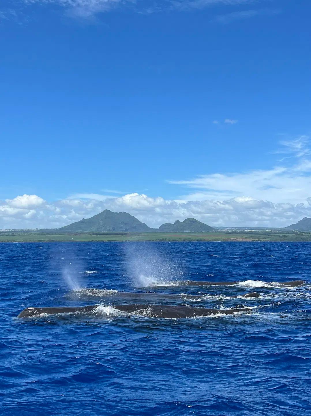 Dolphins And Whales Excursion