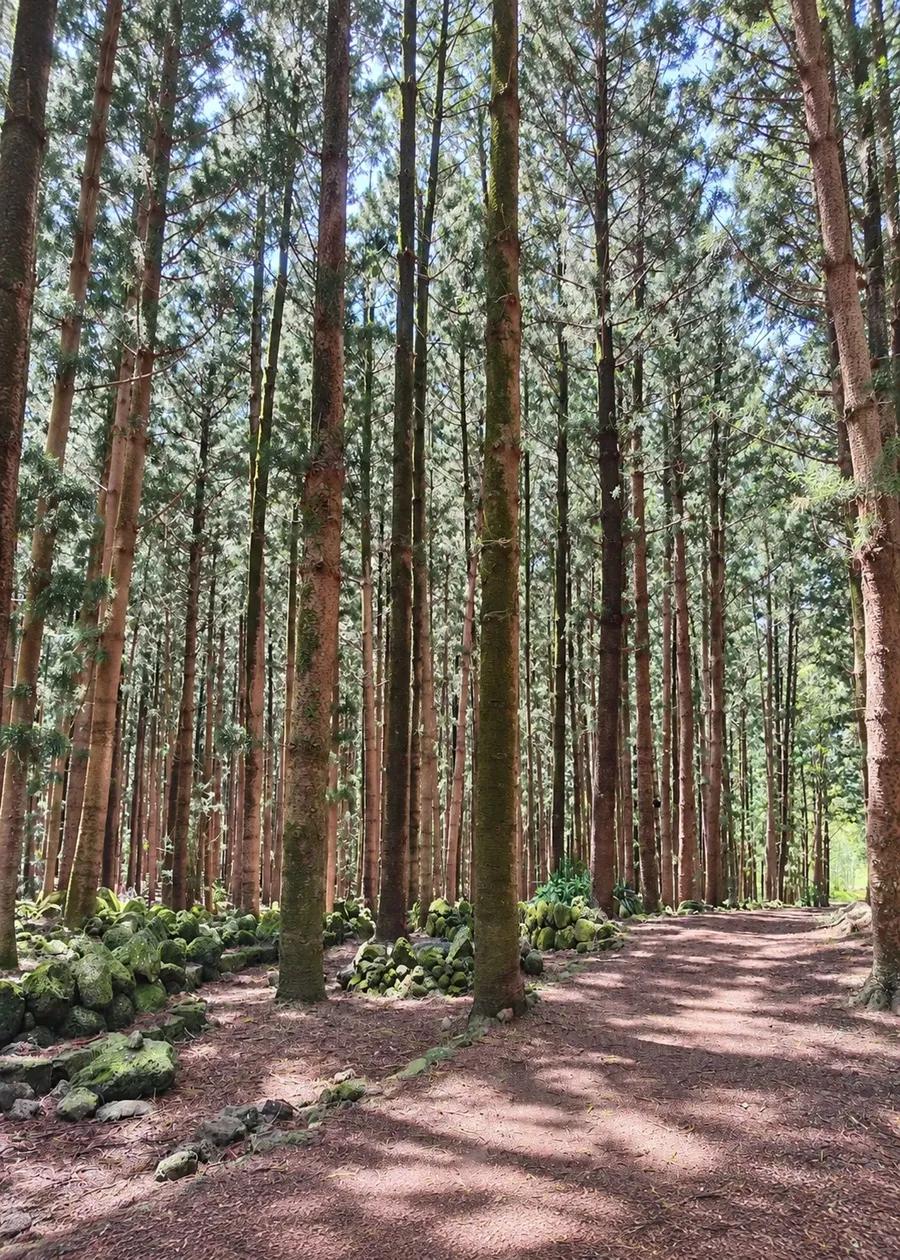 Lush tropical vegetation along Daruty Forest Trail in Mauritius