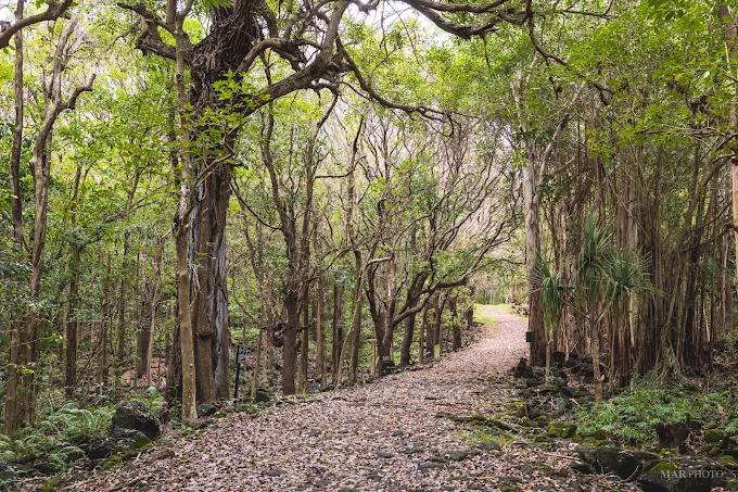 Dense tropical forest scenery along the walking trails of Bras d’Eau National Park