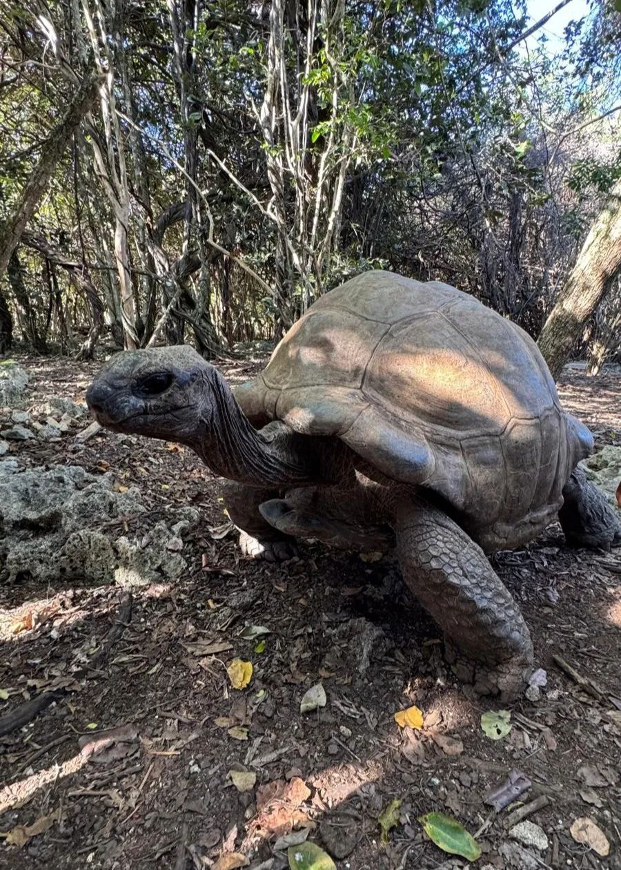 Ile aux Aigrettes Wildlife Tour