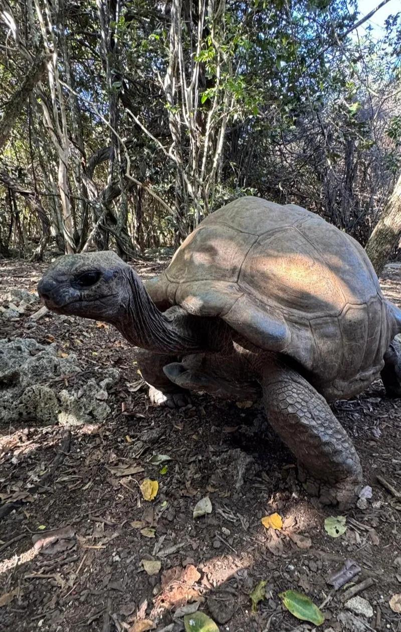 Ile aux Aigrettes Wildlife Tour