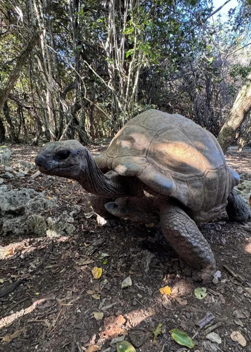 Ile aux Aigrettes Wildlife Tour
