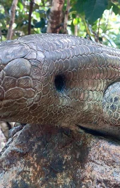 Ebony Forest Reserve Beach photo 2