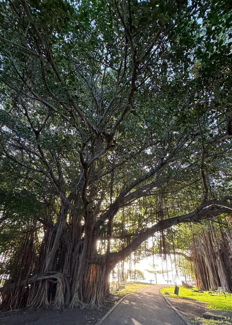 Case Noyale Giant Banyan Tree | Authentic West Coast Village Near Le Morne Beach photo 2