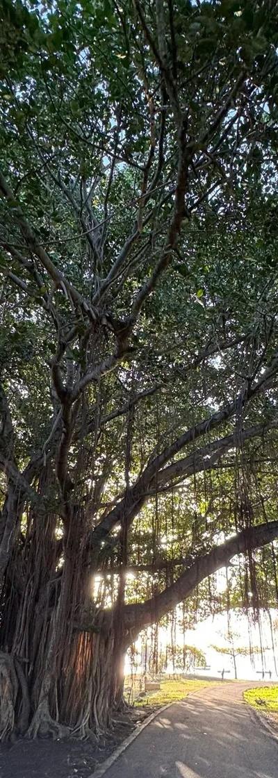 Case Noyale Giant Banyan Tree | Authentic West Coast Village Near Le Morne Beach photo 2