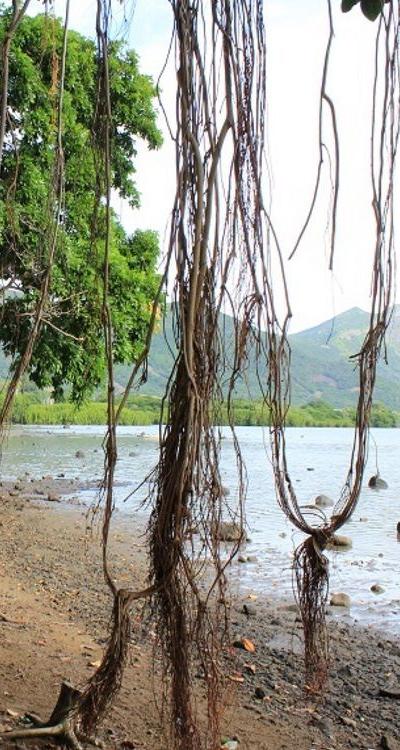 Giant Banyan Tree of La Gaulette Beach photo 2